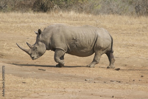 white rhinoceros in the wild