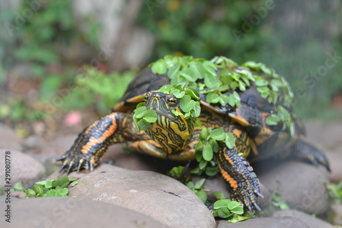 tartaruga tigre dágua coberta de plantas aquáticas photo