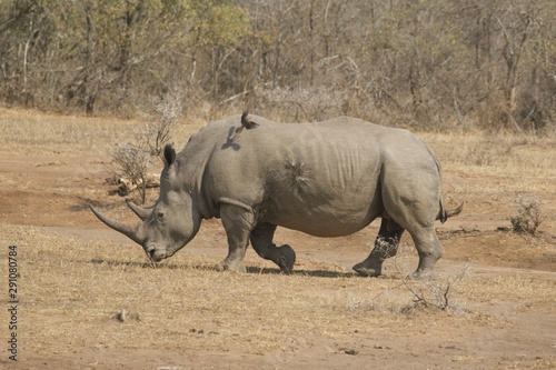 rhinoceros in the wild​ at​ Umfolozi, South​ Africa