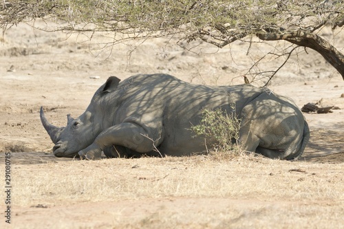 beautiful adult African white Rhino is resting during the dayat the Umfolozi, South Africa photo