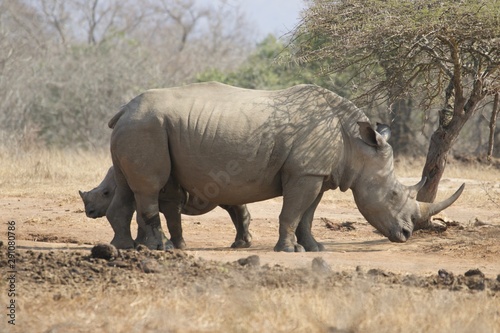 Wild African White Rhinos with the calf during the day at Umfolozi Soth Africa