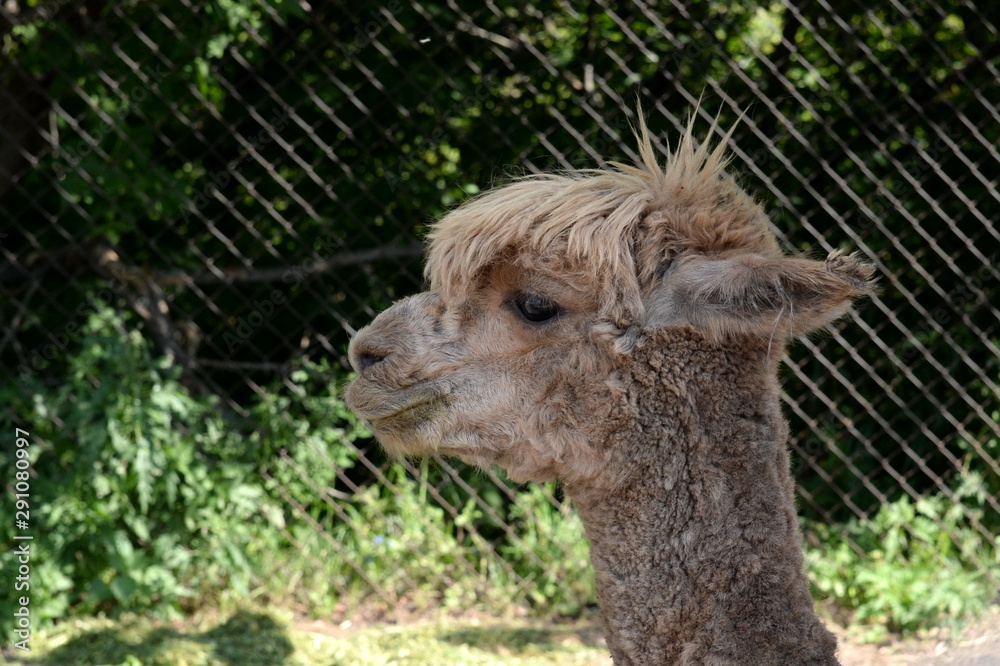 Fototapeta premium Alpaca at the Ostrich Ranch 