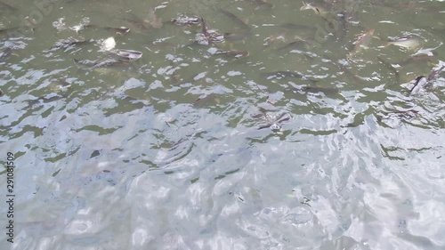 Feeding catfish in pond, Thailand video 4k