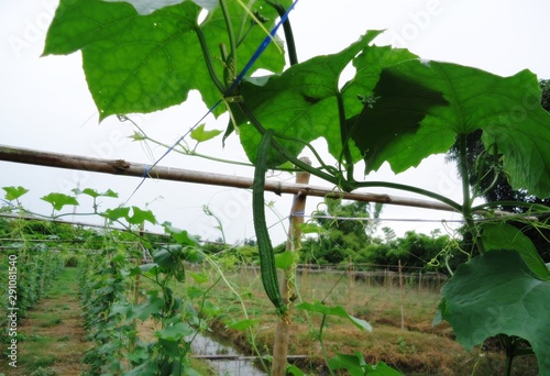 Luffa acutangula is a kind of zucchini. The cylindrical shape is long, the skin is thick, the edges are sharp along the longitudinal round. The fruit is green, soft, juicy. Has a crispy sweet taste.
