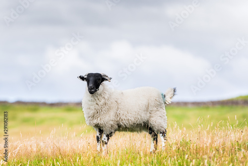 A scottish blackface sheep is standing in a pasture under a cloudy sky
