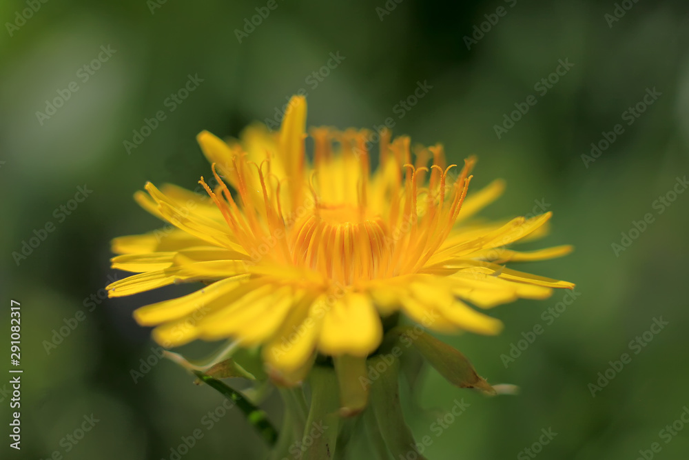 Photo of yellow dandelion flowers close-up on natural blurred background. Photo of yellow dandelion flowers close-up on natural blurred background.