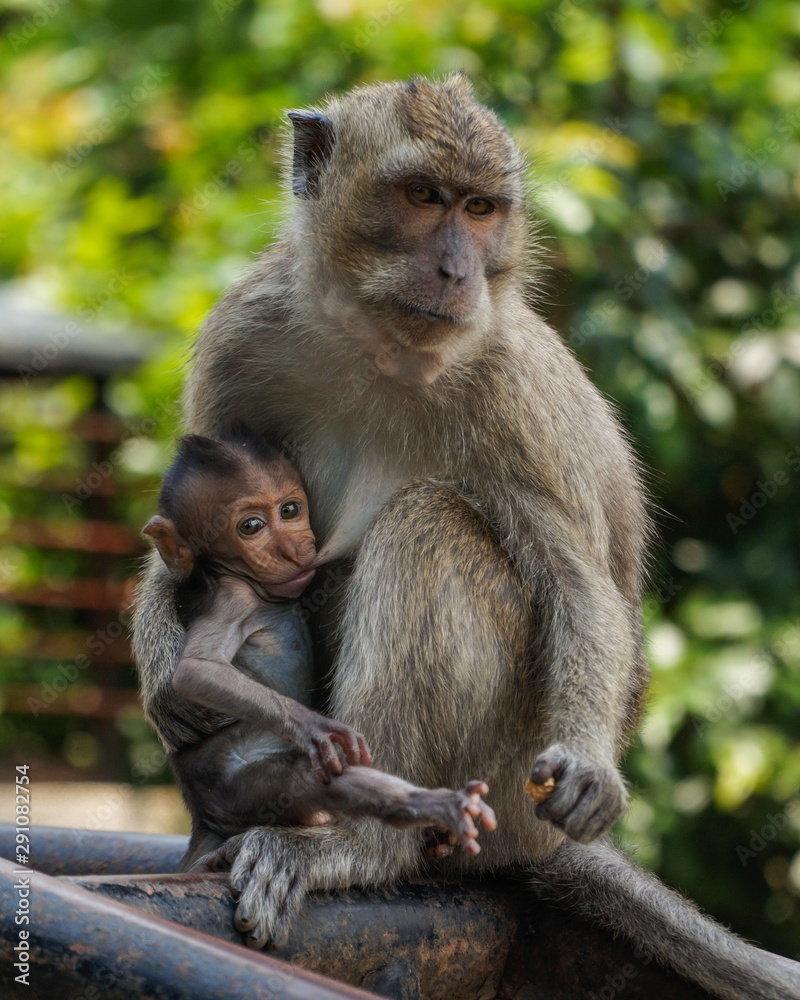 Semarang, Central Java/ Indonesia - April 07, 2019 : Litle monkey feeding milk from mother monkey Semarang, Central Java/ Indonesia - April 07, 2019 : Litle monkey feeding milk from mother monkey