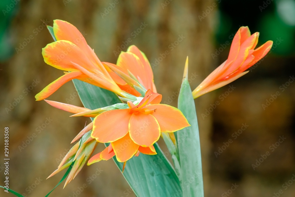Canna generalis flowers full blooming at garden in thailand Canna generalis flowers full blooming at garden in thailand