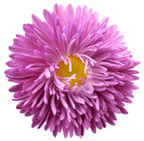 purple astra flower, white isolated background with clipping path.    Closeup.  no shadows.  For design.   Nature.