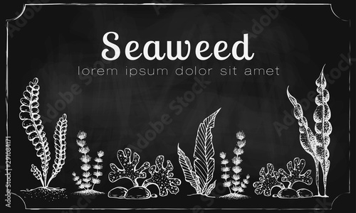 Vector horizontal banner template with drawn seaweeds on chalkboard. vintage background with engraved seaweeds corals and reef on blackboard. underwater hand drawn elements. Vintage seaweed collection