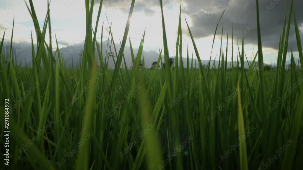 Overcast grass field , mountain background on moody sky, green grass, tropical , summer, storm, rain - Left dolly Overcast grass field , mountain background on moody sky, green grass, tropical , summer, storm, rain - Left dolly