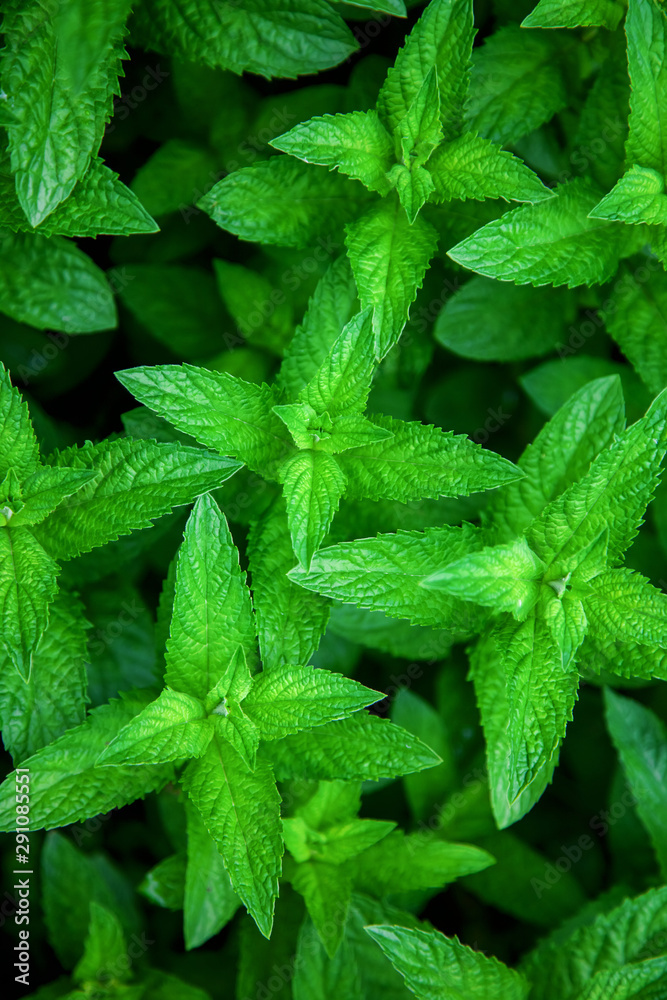 Mint plant grow at vegetable garden. Selecyive focus. Top view Mint plant grow at vegetable garden. Selecyive focus. Top view