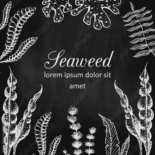 Vector seaweed banner or frame on chalkboard. vintage blackboard with chalk drawn seaweeds corals and reef. underwater natural hand drawn elements. Vintage seaweed collection. banner template design