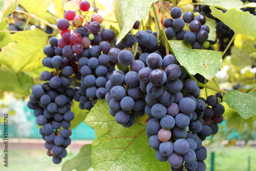 red wine grapes on the vine