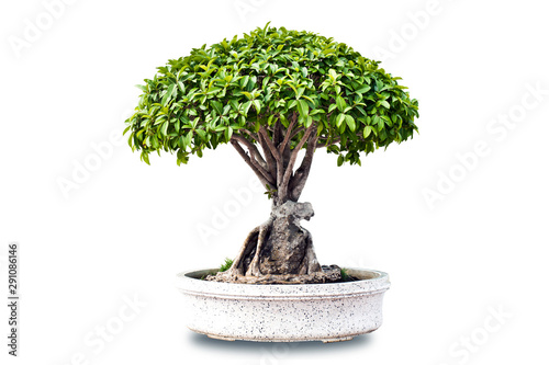 bonsai tree lsolated on white background