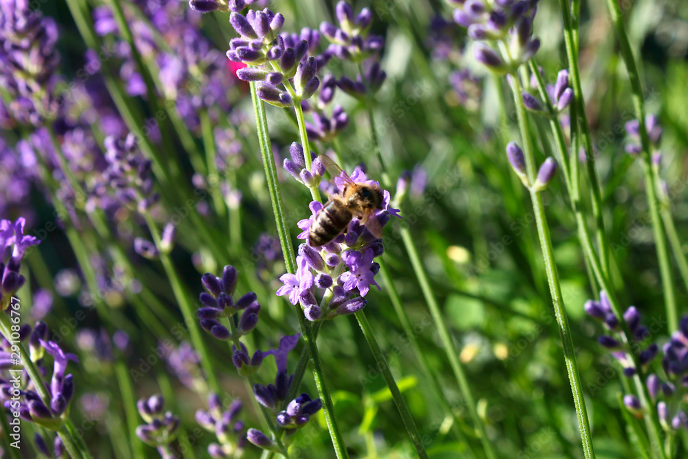 Closeup of lavender flowers (Lavandula) Closeup of lavender flowers (Lavandula)