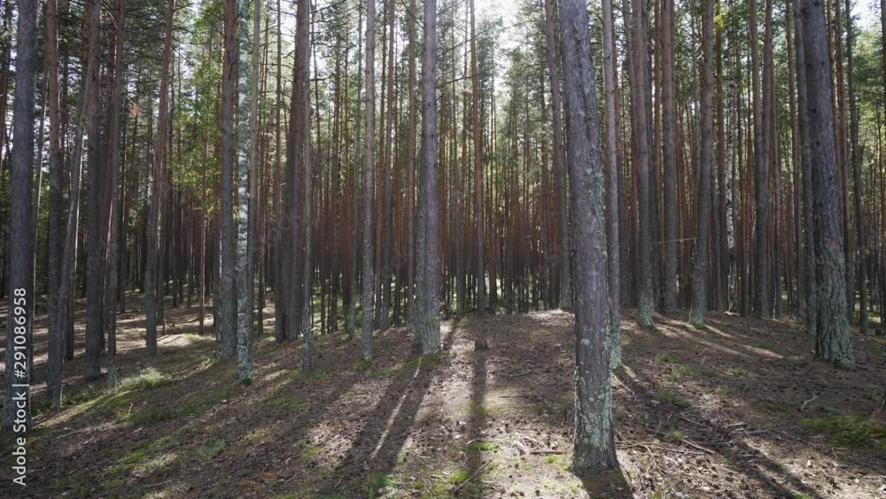 Sun Rays Shine Through Coniferous Pine Forest. Beautiful Autumn Nature