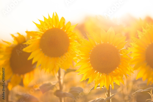 Fototapeta Naklejka Na Ścianę i Meble -  sunflowers in the sun