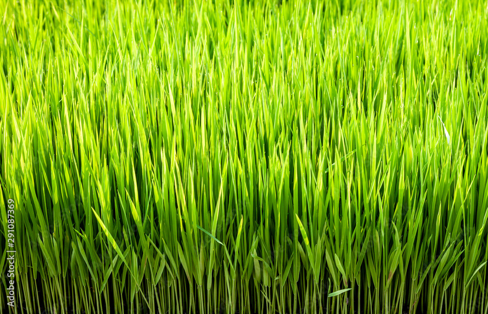 Rice seedlings in the fields Rice seedlings in the fields