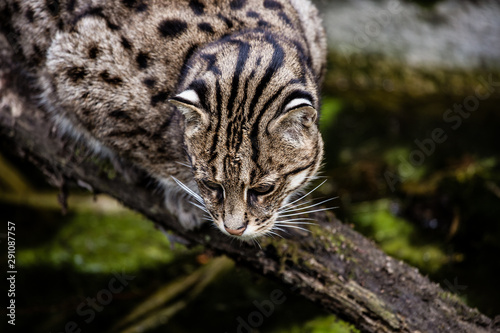Die Fischkatze ist eine wilde Katzenart Südasiens © Andreas Wedel 