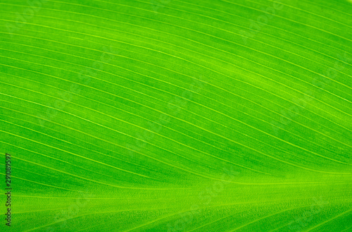 Close-up green leaf on white background