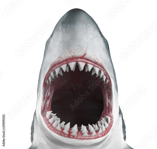 Great White Shark Open Mouth Isolated