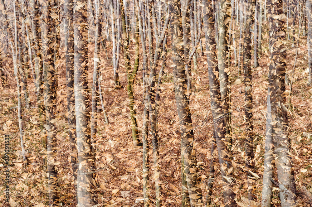 Obraz premium Abstract autumn forest background. Double exposure.