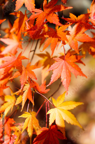Red maple leaf in Autumn season. Colorful of tree in japan.