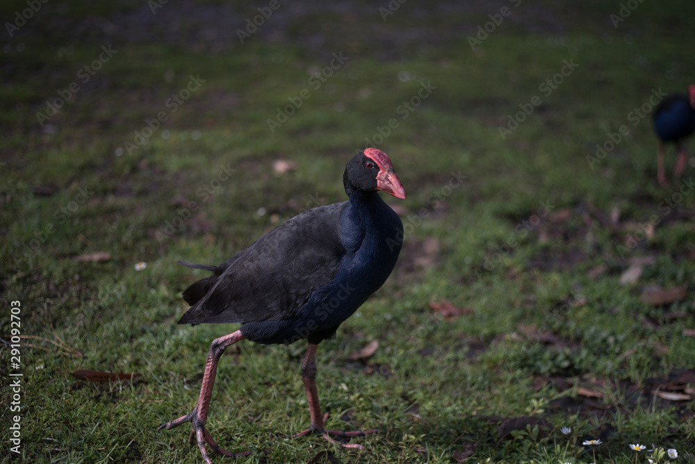 Pukeko