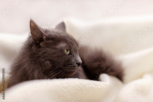 Beautiful gray fluffy cat sleeping on the couch.