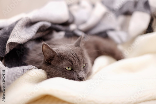 Beautiful gray fluffy cat sleeping on the couch.