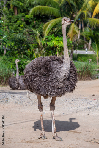 Beautiful big African ostrich in nature, closeup