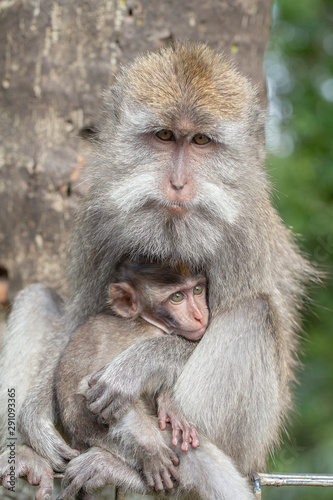Wild monkey family at sacred monkey forest in Ubud, island Bali, Indonesia