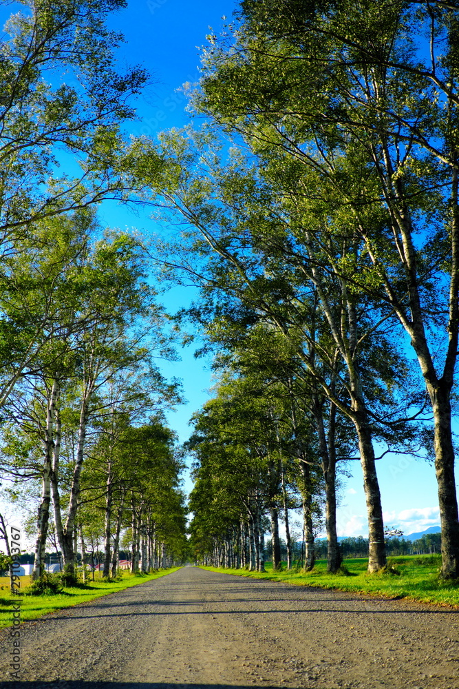 美しい北海道の並木道