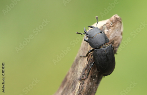  A Lesser Stag Beetle, Dorcus parallelipipedus, perching on a tree stump in woodland.