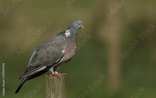 A pretty Woodpidgeon, Columba palumbus, perching on a wooden post at the edge of a field in the UK.