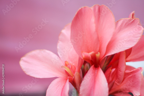 Fototapeta Naklejka Na Ścianę i Meble -  Fresh sweet light pink canna lily or india short plant blooming in nature garden