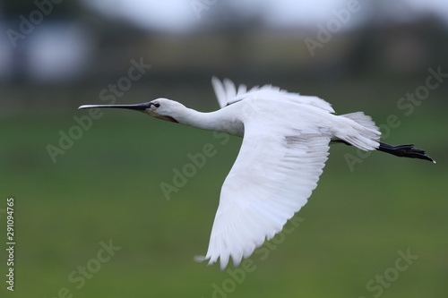 Eurasian or common spoonbill in nature, Island Texel, Holland photo