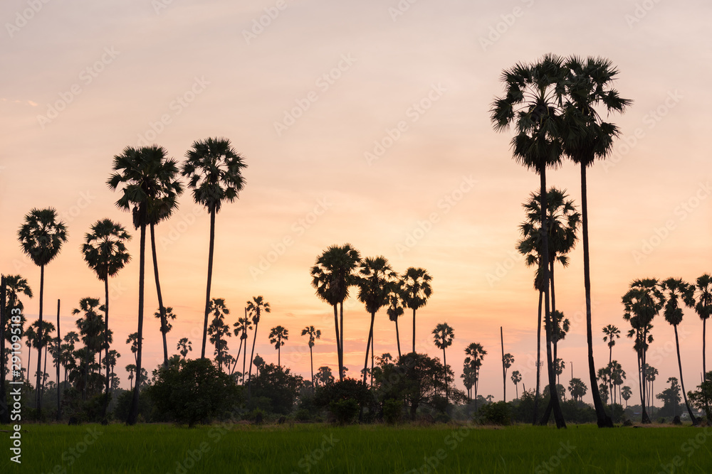 Obraz premium Asian Palmyra palm, Toddy palm, Sugar palm field with paddy field sunset