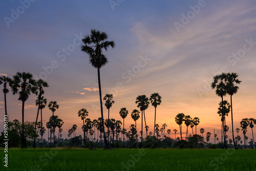 Asian Palmyra palm, Toddy palm, Sugar palm field with paddy field sunset © Pawarun