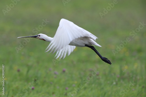 Eurasian or common spoonbill in nature, Island Texel, Holland photo