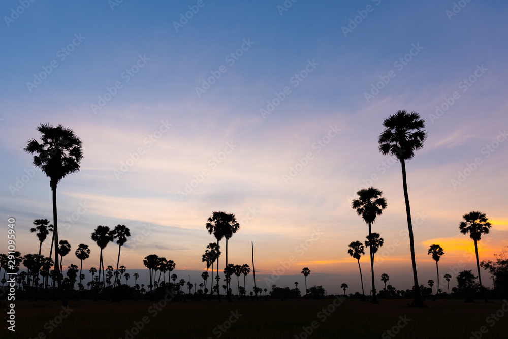 Sunset Silhouette Asian Palmyra palm, Toddy palm, Sugar palm