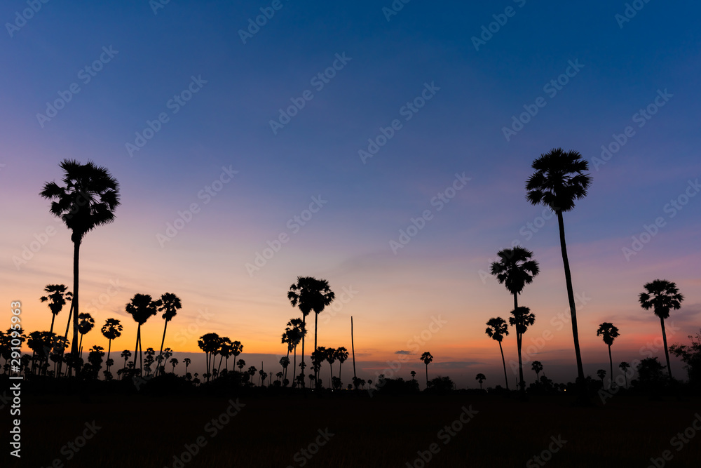 Sunset Silhouette Asian Palmyra palm, Toddy palm, Sugar palm