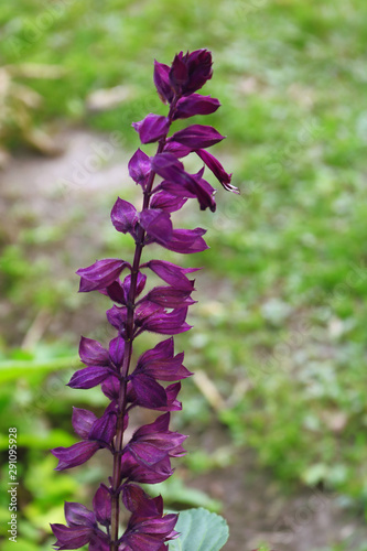 purple flowers in the garden