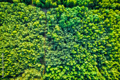 Top view of green forest in summer, aerial view