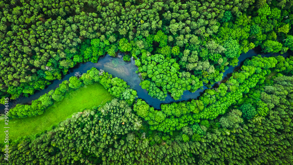 Fototapeta River and green forest in Tuchola natural park, aerial view