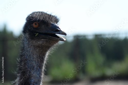 Australian Emu Ostrich