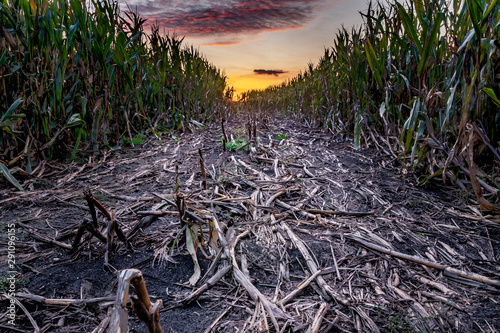 ścieżka wydeptana w kukurydzy