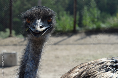 Australian Emu Ostrich
