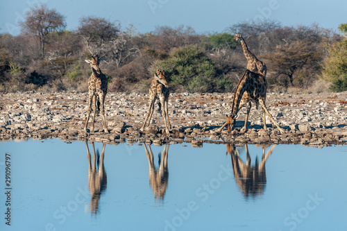 A group of Angolan Giraffe - Giraffa giraffa angolensis- drinking from a waterhole  while being reflected in the surface of the water. Etosha National Park  Namibia.